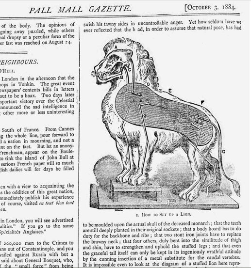 Image shows an extract from the Pall Mall Gazette October 3 1884, with the edges of print text surrounding a cross-section of a lion, labelled with the letters A to G. The original caption reads 'How to set up a lion'